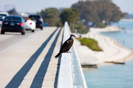 Osprey (Pandion haliaetus) rests on the railing of the Sanibel Causeway and looking to a fish, Florida, USAの写真素材