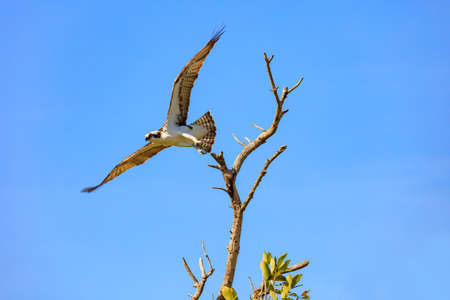 Osprey (Pandion haliaetus) starts to fly, Sanibel Island, Florida, USAの写真素材