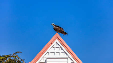 Osprey is resting on the top of a roof, Sanibel Island, Florida, USAの写真素材