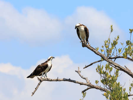 Ospreys looking to each other and sit on a tree, Sanibal Island, Florida, USAの写真素材