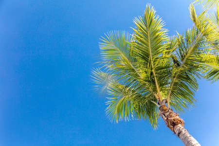 Palm against blue sky, Sanibel Island, Florida, USAの写真素材