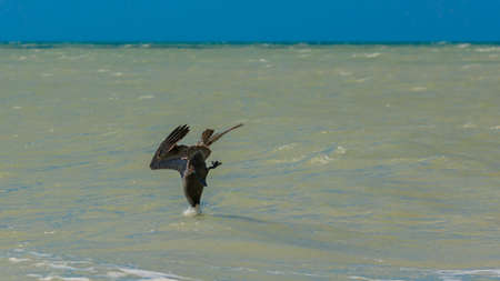 Pelican diving into the water, Florida, USAの写真素材