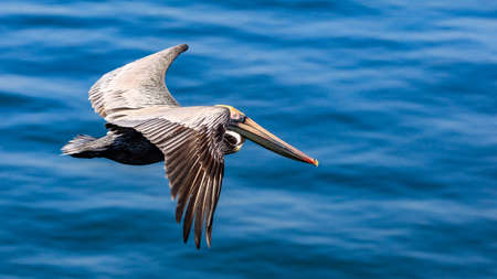 Pelican fllies over the water, Sanibel Island, Florida, USAの写真素材