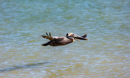Pelican gliding over water, Sanibel Island, Florida, USAの写真素材