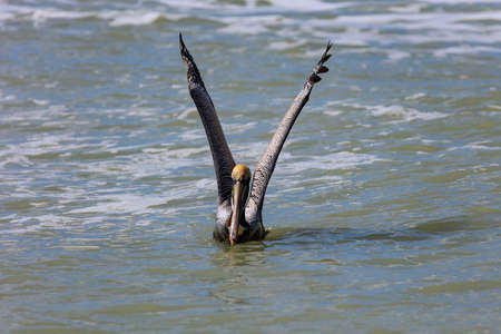 Pelican watchs you and sitting on water with open wings, Florida, USAの写真素材