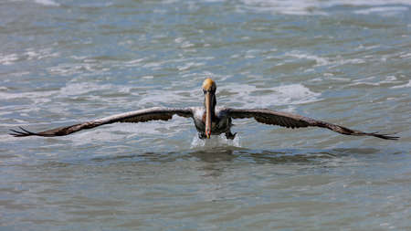 Pelican ready for take off with wide open wings, Sanibel Island, Florida, USAの写真素材