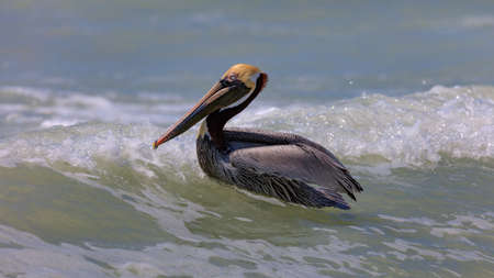 Pelican, male, swimming on a wave, Sanibel Island, Florida, USAの写真素材