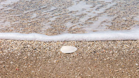 Shell in front of a wave, Florida, USAの写真素材