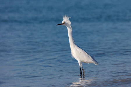 Snowy Egret, Egretta thula, standing in water and very angry, Sanibel Island, Florida, USAの写真素材