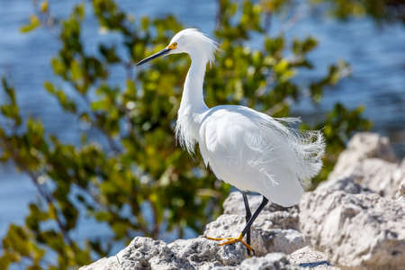 Snowy Egret, Egretta thula, standing on rockes, background a pond, Sanibel Island, Florida, USAの写真素材