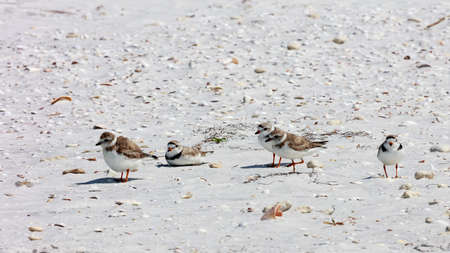 Snowy plover (Charadrius nivosus) on the beach, Sanibel Island, Florida, USAの写真素材