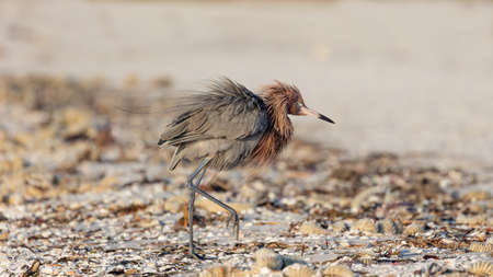 Tricolored heron, Egretta tricolor, shivering on the beach, Sanibel Island, Florida, USAの写真素材
