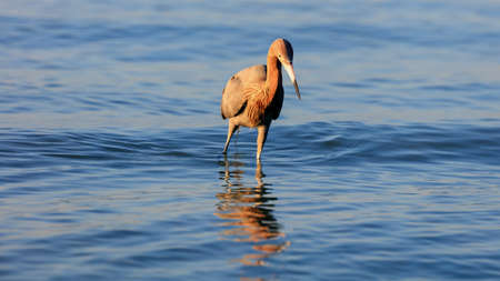 Tricolored heron, Egretta tricolor, standing in water, portrait from front, Sanibel Island, Florida, USAの写真素材