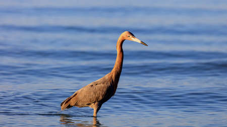 Tricolored heron, Egretta tricolor, standing in water, portrait from site, Sanibel Island, Florida, USAの写真素材