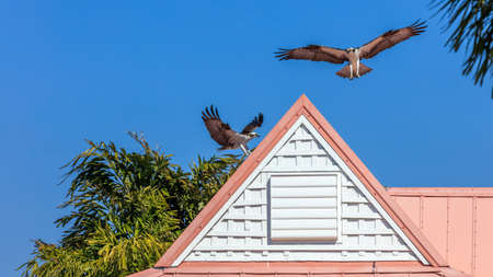 Two ospreys trying to land on the top of a roof, blue sky background, Sanibel Island, Florida, USAの写真素材