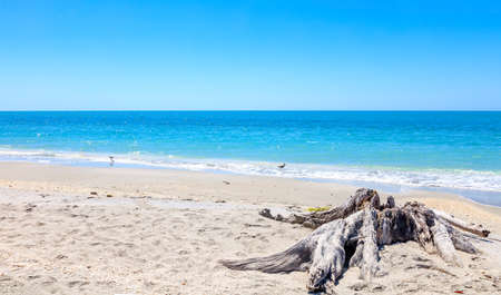Typical coast of Sanibel Island with dead woodstock and birds, Florida, USAの写真素材