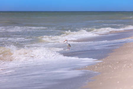 White ibis (Eudocimus albus) on the shore of Sanibel Island, Florida, USAの写真素材