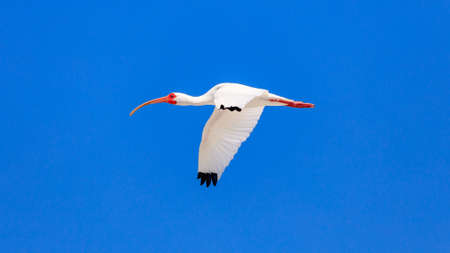 White ibis, Eudocimus albus, flying against blue sky, Sanibel Island, Florida USAの写真素材