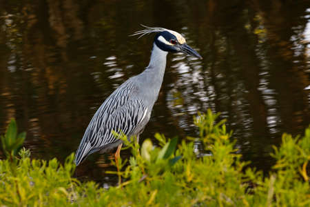 Yellow-crowned Night-Heron, Nyctanassa violacea, standing at the pond, Sanibel Island, Florida, USA