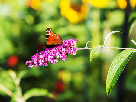 Peacock butterfly (Aglais io) on summer lilac and background with flowers