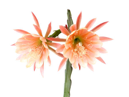 Two salmon-colored blossoms from cactus (Epiphyllum hybrid) isolated on a white backgroundの写真素材