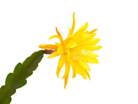 Yellow flowering cactus (Epiphyllum hybrid) isolatedの写真素材
