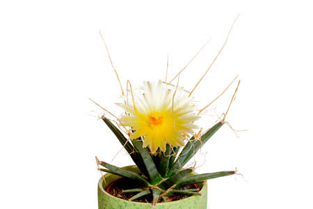 Cactus leuchtenbergia pricipis with yellow blossom against white background, isolatedの写真素材