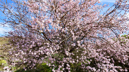 Part of blooming almond tree of Gran Canaria, Spain