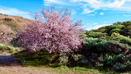 Blooming almond tree of Gran Canaria, bushes and blue sky, Spain