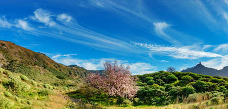 Landscape of Gran Canaria with blooming almond tree and mountains with Roque Nublo in the...