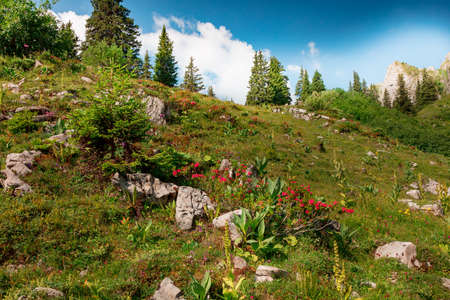 Flower meadow like a fairytale, meadow near the Eggsstock, Switzerlandの写真素材