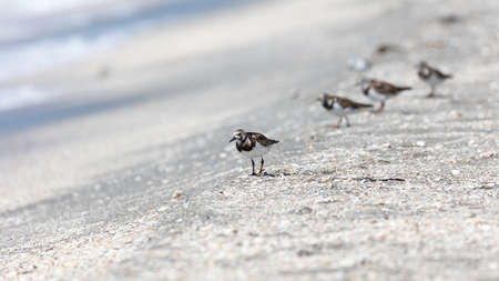 Ruddy turnstone bird walking on white sandy beach in Floridaの写真素材