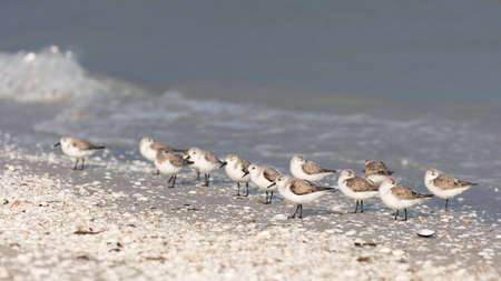 A Snowy Plover flock resting along the shoreline, Sanibel Island, Florida, USA