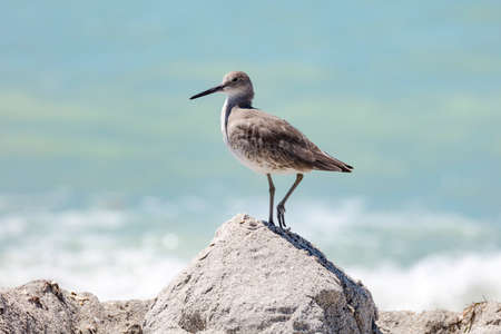 Long-billed dowitcher, limnodromus scolopaceus, on a pile of sand, Florida, USA