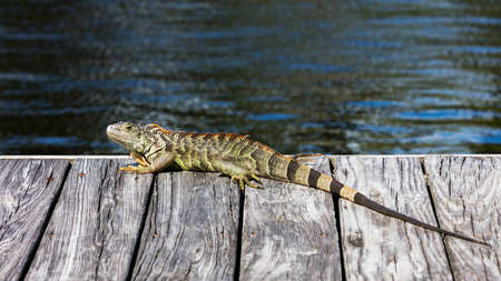 Green iguana laying on the pier, water in the background, Florida, USAの写真素材
