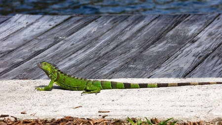 Iguana lying stretched out on the pier, Florida, USAの写真素材