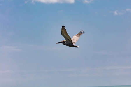 Pelican flies by blue sky, Florida, USAの写真素材