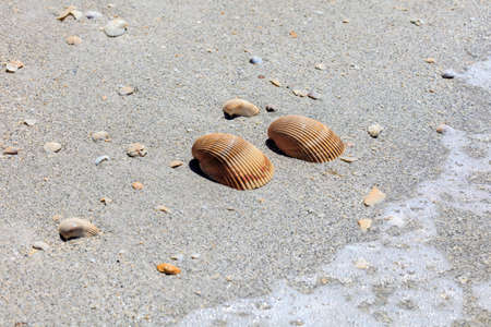 Two heart cockel shells lie on the beach in the sand, Sanibel Island, Florida, USAの写真素材