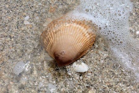 Heart cockel shell lies on the beach and is flown around by a wave, Sanibel Island, Florida, USA