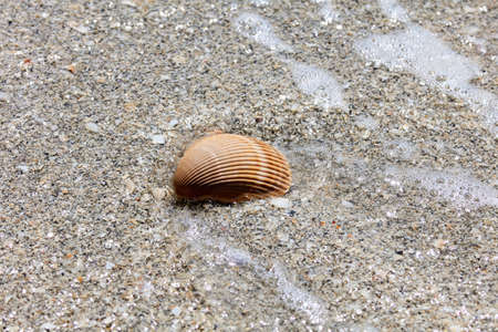 Heart cockel shell lies on the beach in damp sand, Sanibel Island, Florida, USA