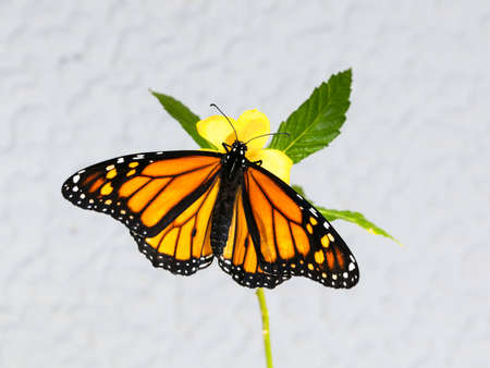 Monarch Butterfly, Danaus plexippus, on a yellow flower with green leaves against grey wall, Canary...