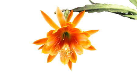 Epiphyllum with salmon coloured flower isolatedの写真素材