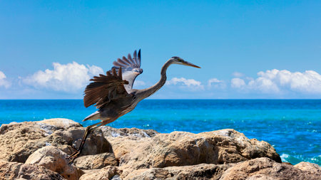 Great blue heron, Ardea herodias, takes off for flight from a cliff, Sanibel Island, Florida, USAの写真素材