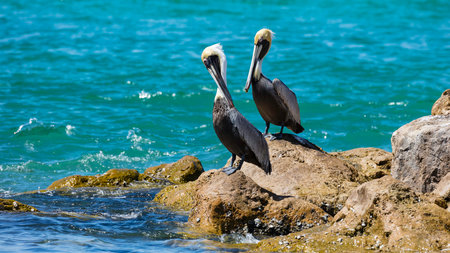 Two pelicans sitting on a rock near the water, Sanibal Island, Florida, USAの写真素材