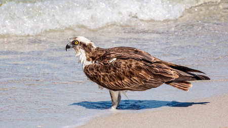 Osprey (Pandion haliaetus) standing on the shore in the background a waveの写真素材