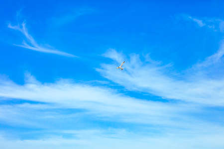 Little bird against cloudy blue skyの写真素材