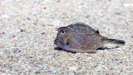 ハコフグの写真 イラスト素材一覧 614件 ストックフォトのamanaimages Plus