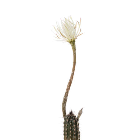 Cactus seti echinobsis mirodora with white blossom against white backgroundの写真素材