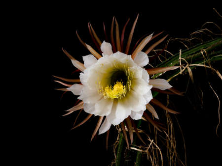 Queen of the night, Selenicereus grandiflorus, blossom against black backgroundの写真素材