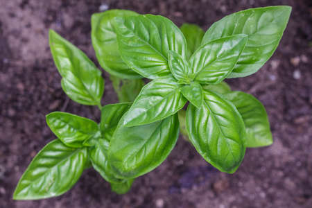 Flavorful, sweet, Genovese basil ripening organically in a raised bed garden. Ready for your favorite savory dishes.の写真素材